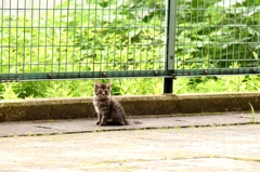 逆光子猫