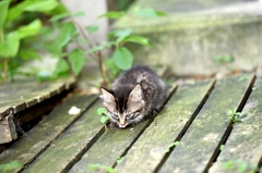 子猫のペロリ