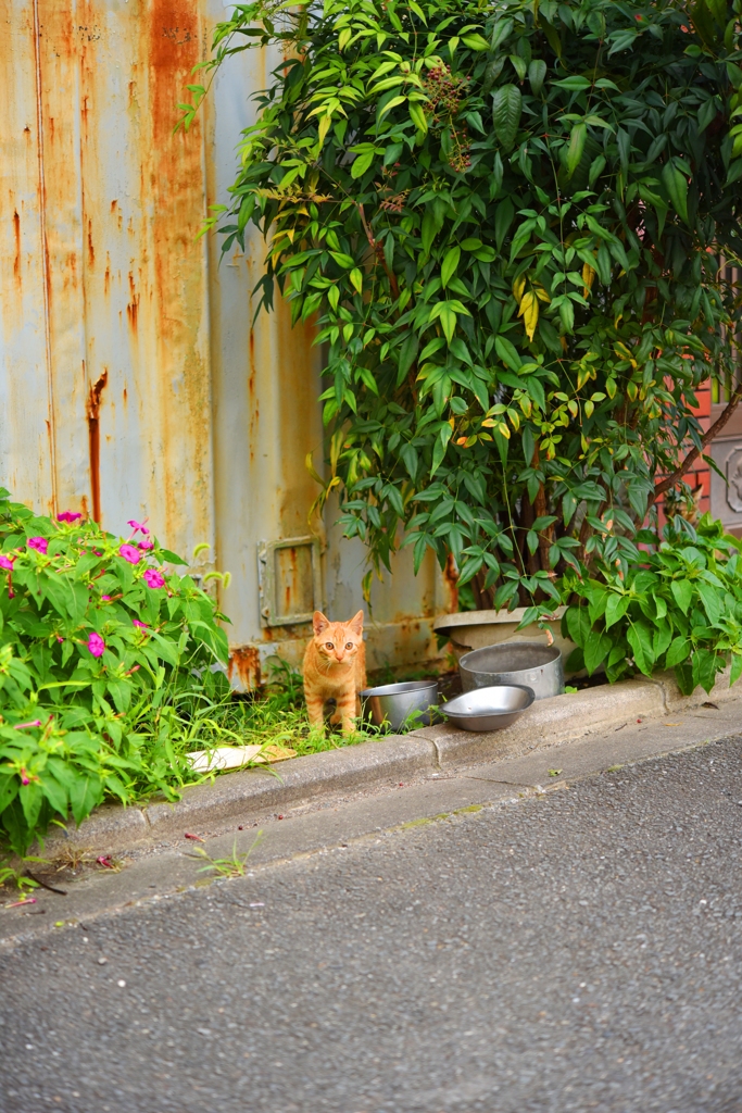 もう青年猫