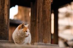 神社の猫3