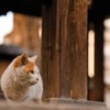 神社の猫3