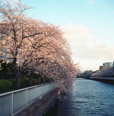 大横川桜並木