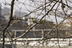 開花宣言してもイイですか♪