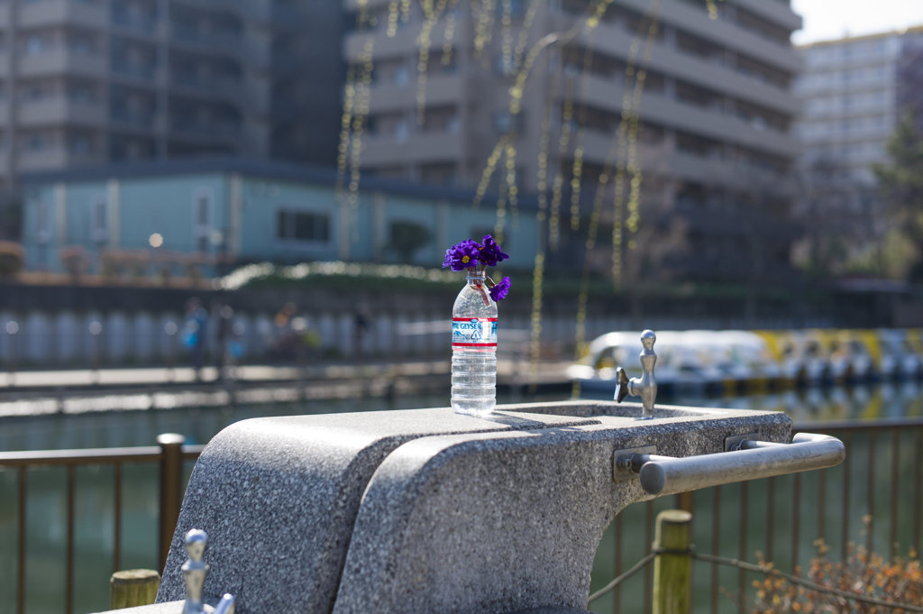 花をどうぞ