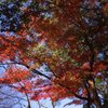 紅葉はやっぱり…