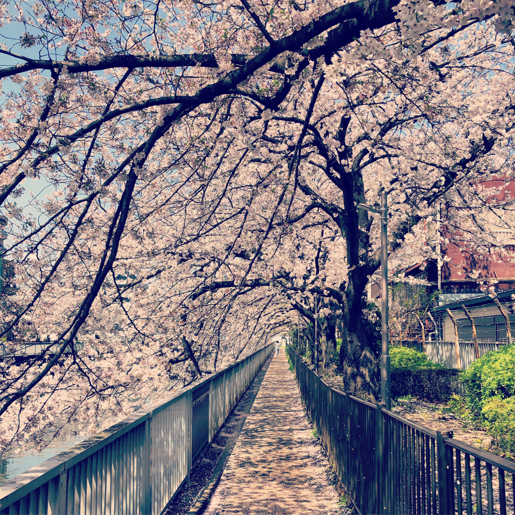 桜トンネル