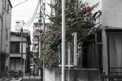 薔薇の在る家