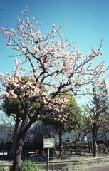 梅はぁ〜咲いぃたぁかぁ〜
