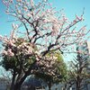 梅はぁ〜咲いぃたぁかぁ〜