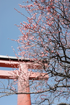 亀戸天神梅まつり