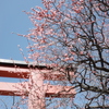 亀戸天神梅まつり
