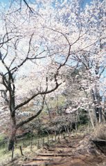 一丁平の桜