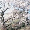 一丁平の桜
