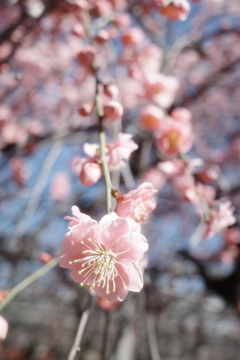 亀戸天神梅まつり