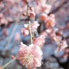 亀戸天神梅まつり