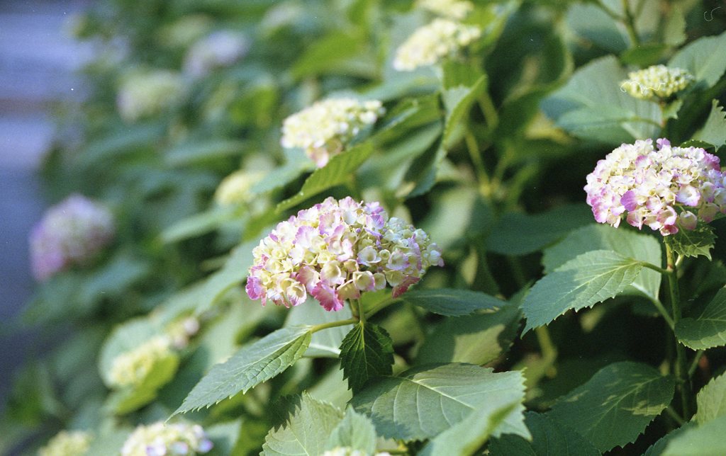 紫陽花も露を求めて