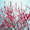 うめはぁ〜咲いた〜かぁ