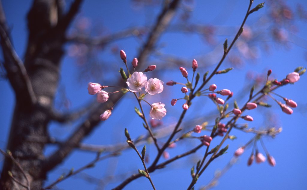 SAKURA * Summicron