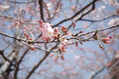 ねぼすけ桜、ようやくお目覚め 2