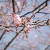 ねぼすけ桜、ようやくお目覚め 2