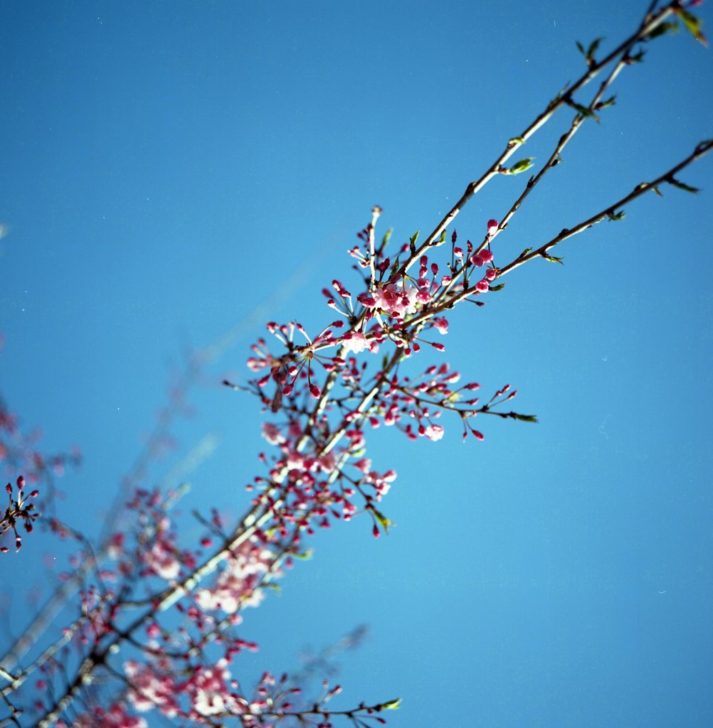 春の芽吹には青空が似合う