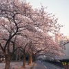 夕桜