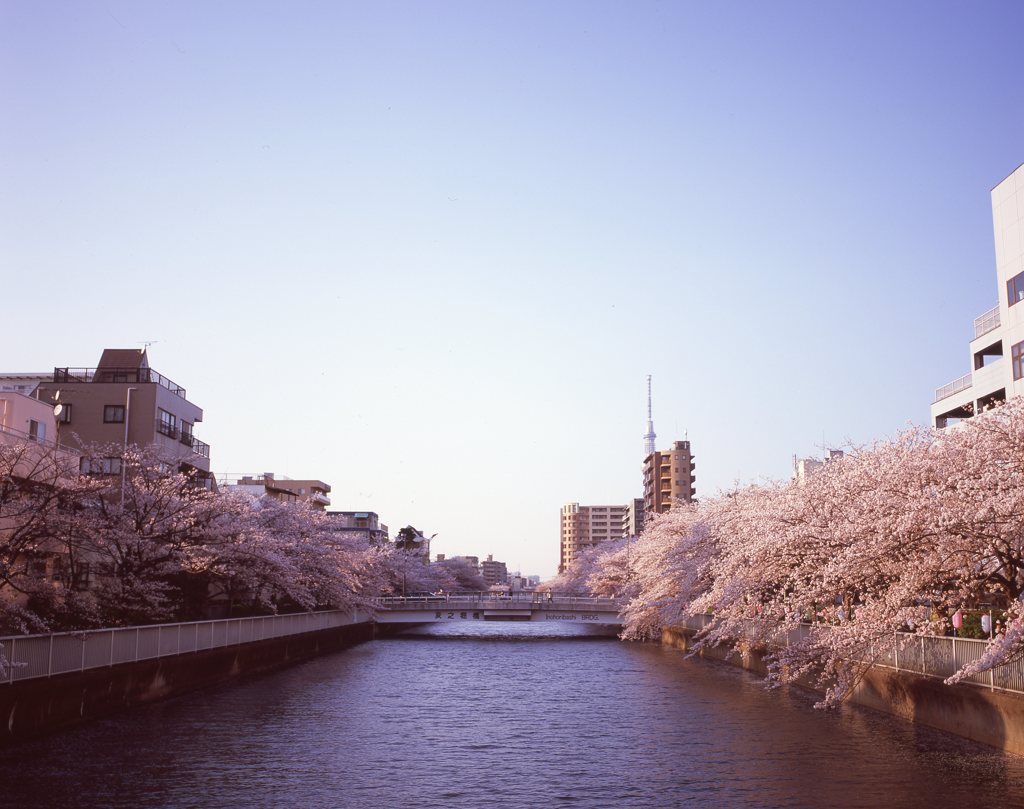 桜の川道