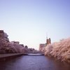 桜の川道