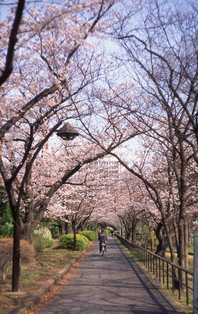 SAKURA * Summilux