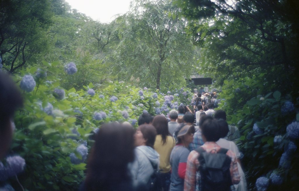 あじさい寺