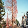落葉松２