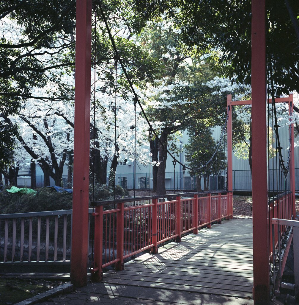 木漏れ日の吊り橋