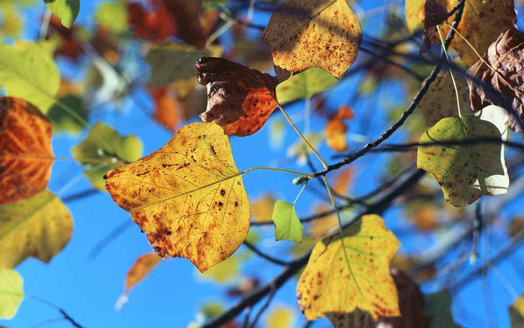 紅葉は○○で