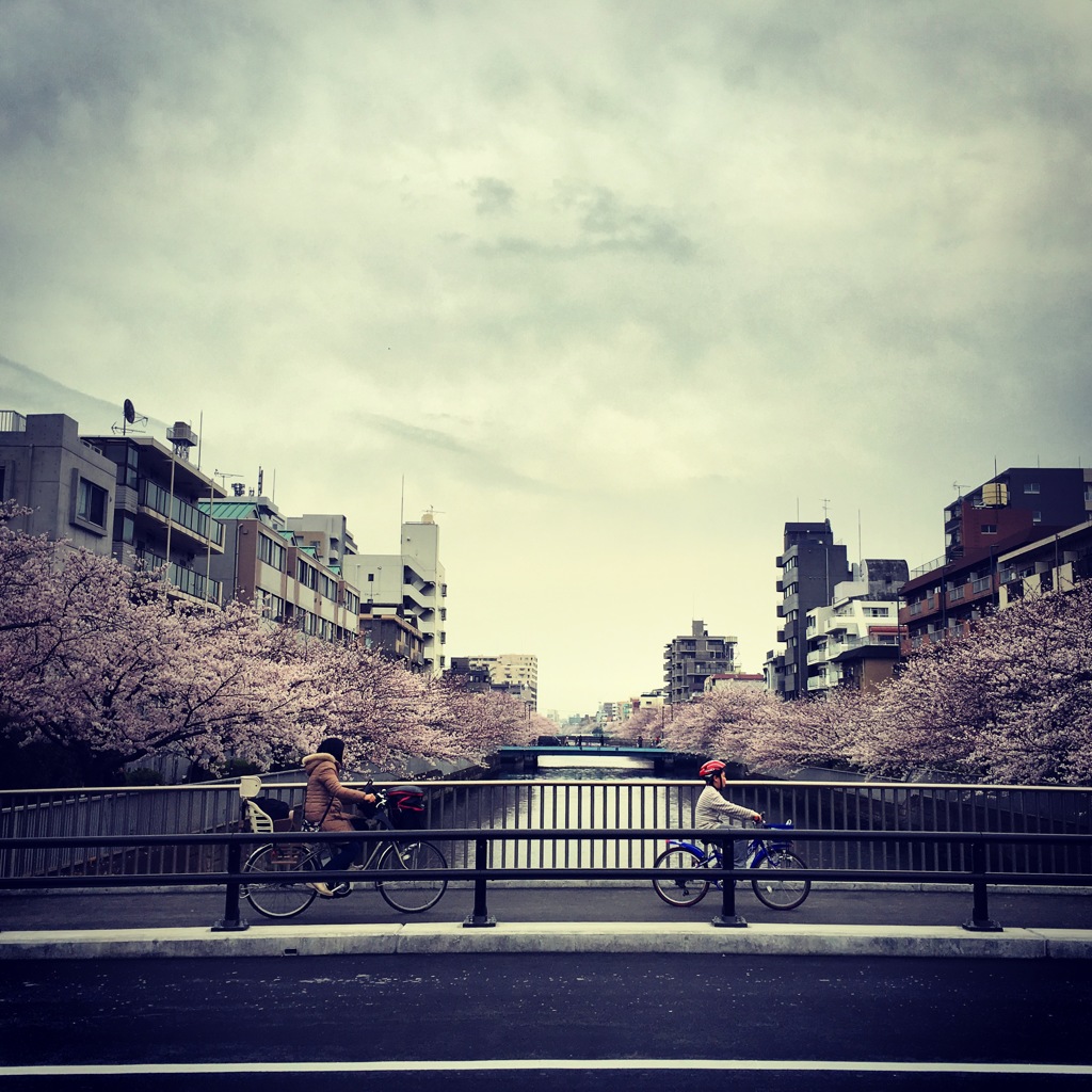 両岸満開