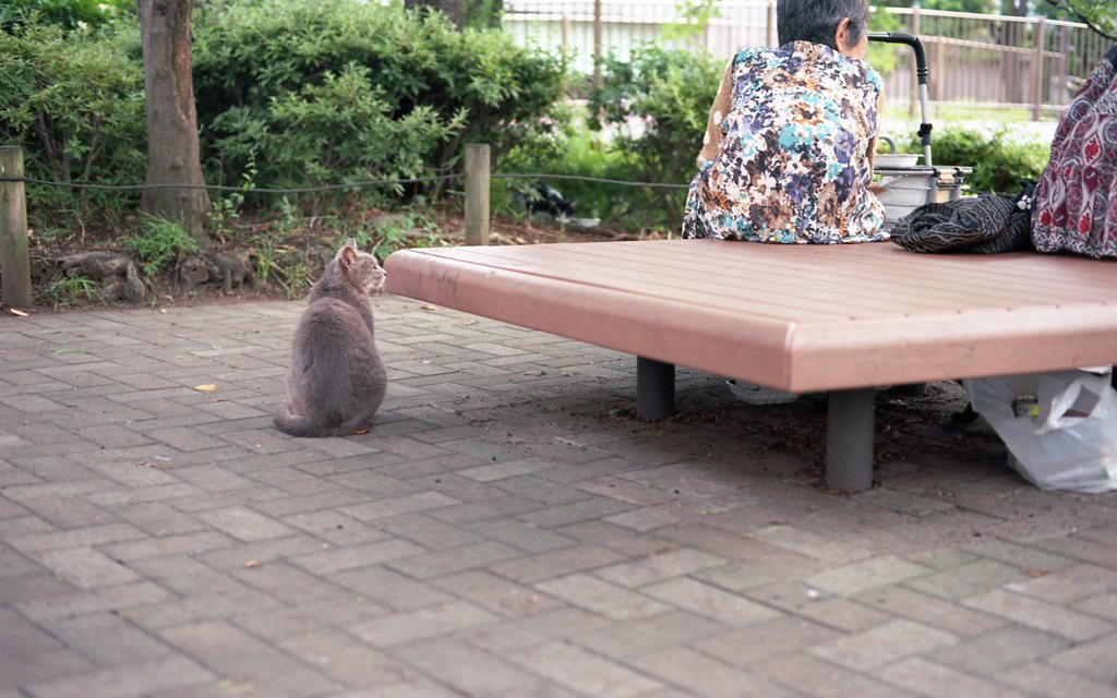 猫背