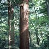杉の森
