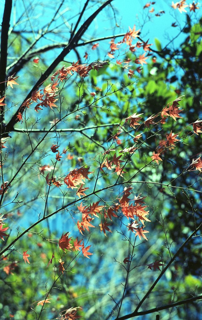 一月の紅葉