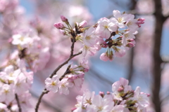 ねぼすけ桜、ようやくお目覚め 3