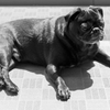 日光浴犬