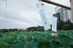 パルコヤ上野