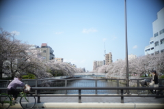 まだまだ見頃