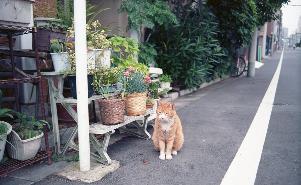 いらっしゃいませ