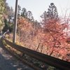晩秋に燃ゆる
