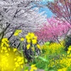春の詰め合わせ