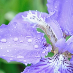 雨あがり