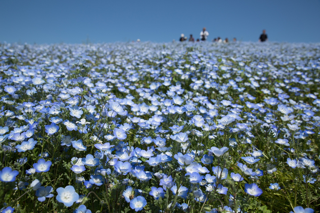 花の海とは