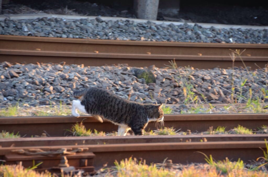 線路は続くよ〜どこまもにゃんこw