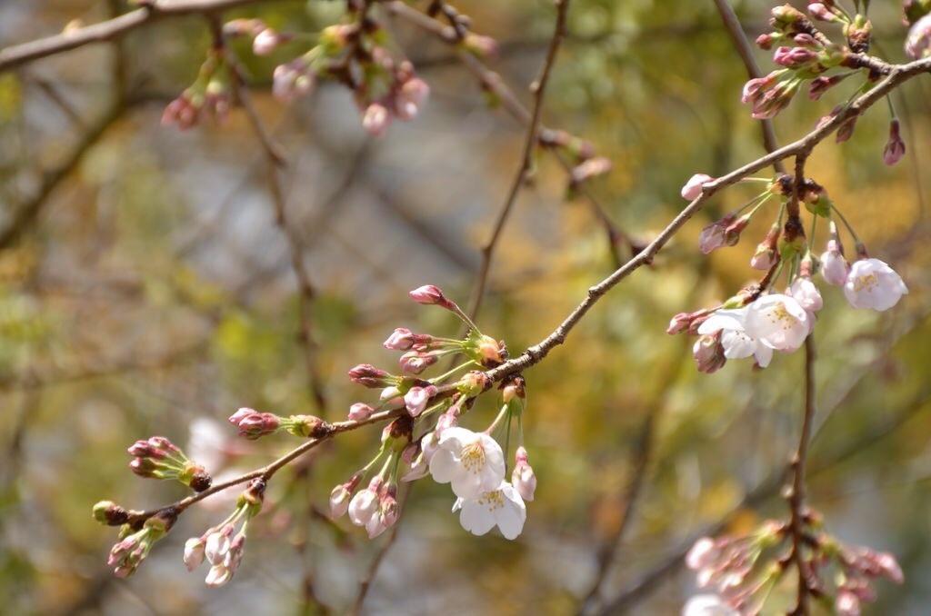 川辺の桜