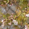 川辺の桜