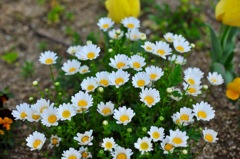 パン屋の花壇